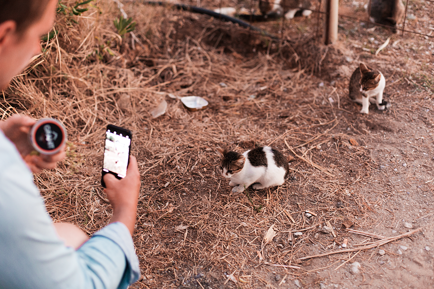 Kattungar på stranden​