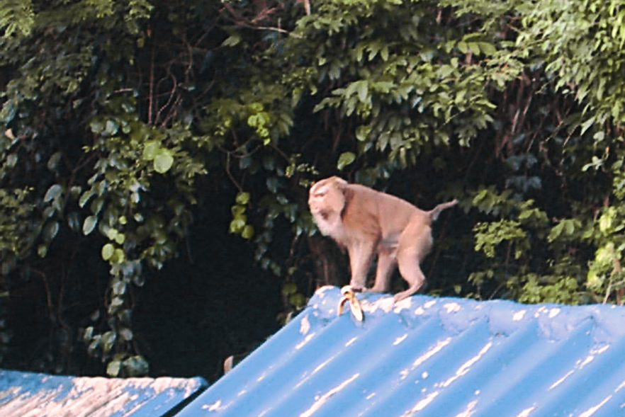 Prachin Buri, Koh Chang & Bangkok 2006 - Travel Throwback Thursday
