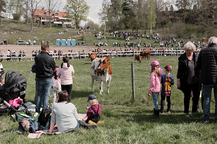 Kosläpp i Tystberga​