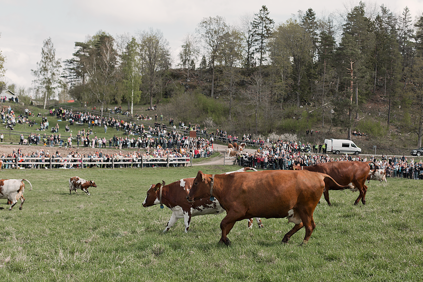 Kosläpp i Tystberga