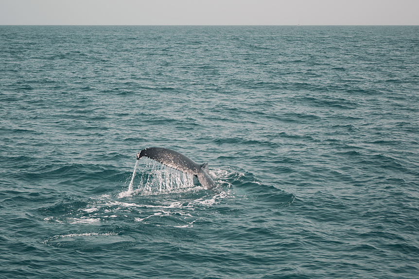 Travel Throwback Thursday: Hervey Bay 2016