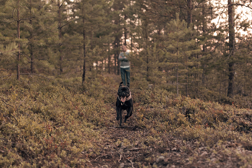 Långpromenad i skogen