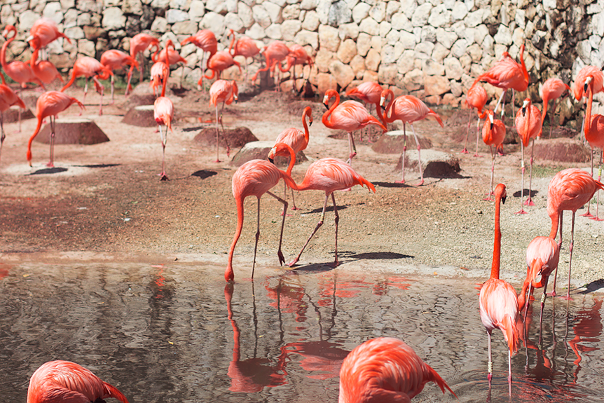 Flamingos i Xcaret