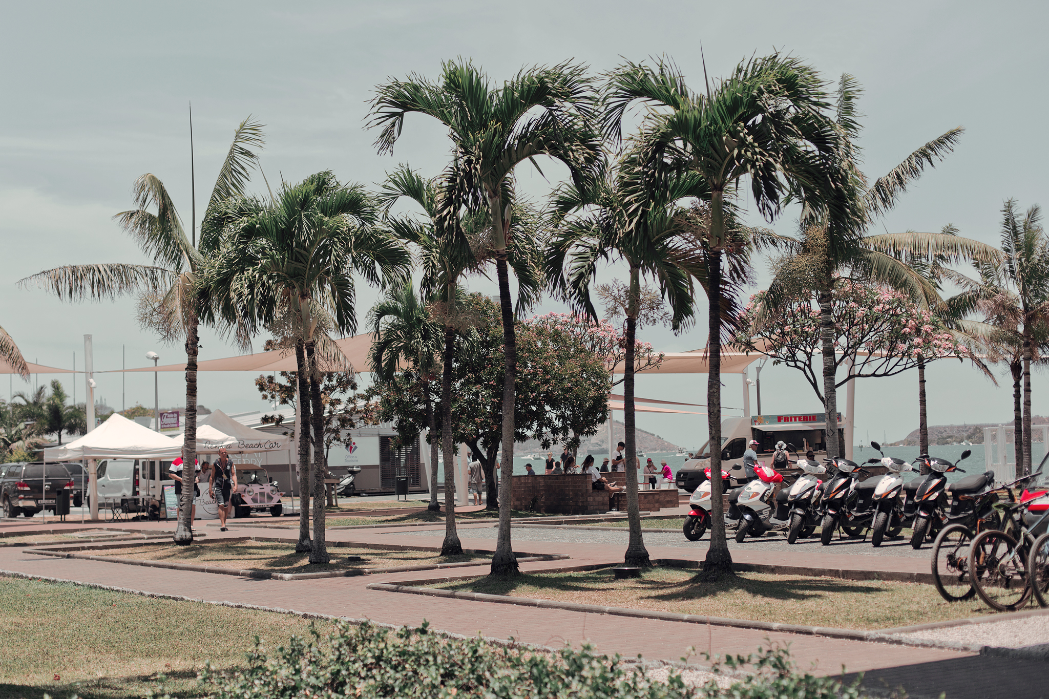 Coconut Palm Square