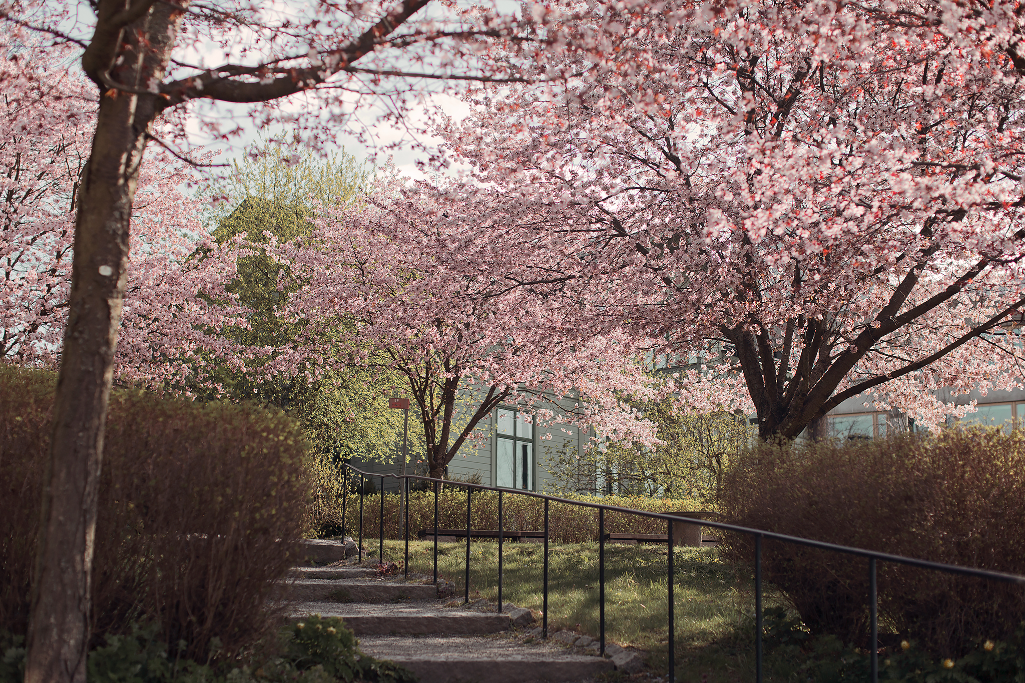 Rosa körsbärsträd vid Stockholms universitet