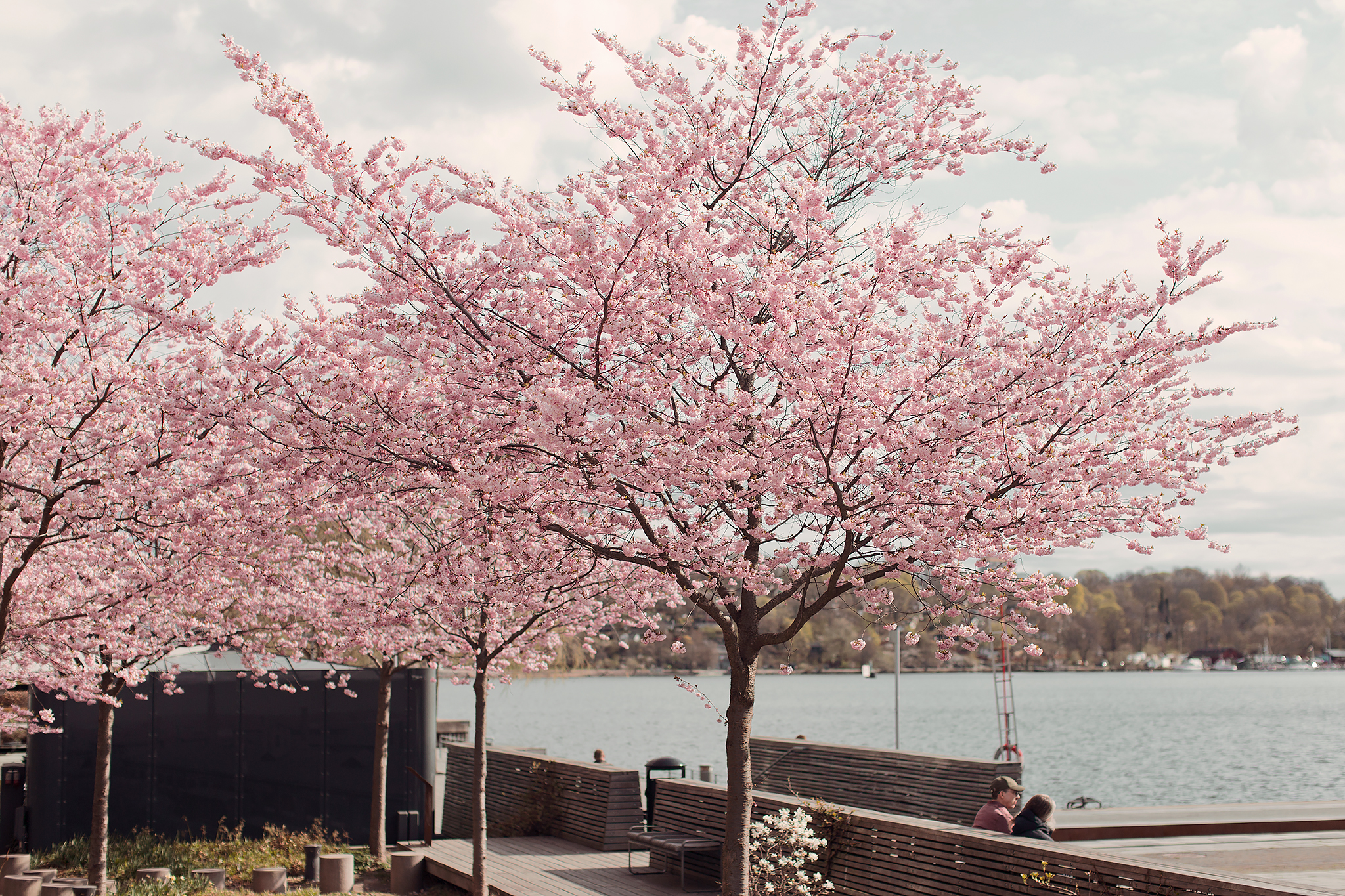 Rosa körsbärsträd vid Liljeholmstorget i Stockholm