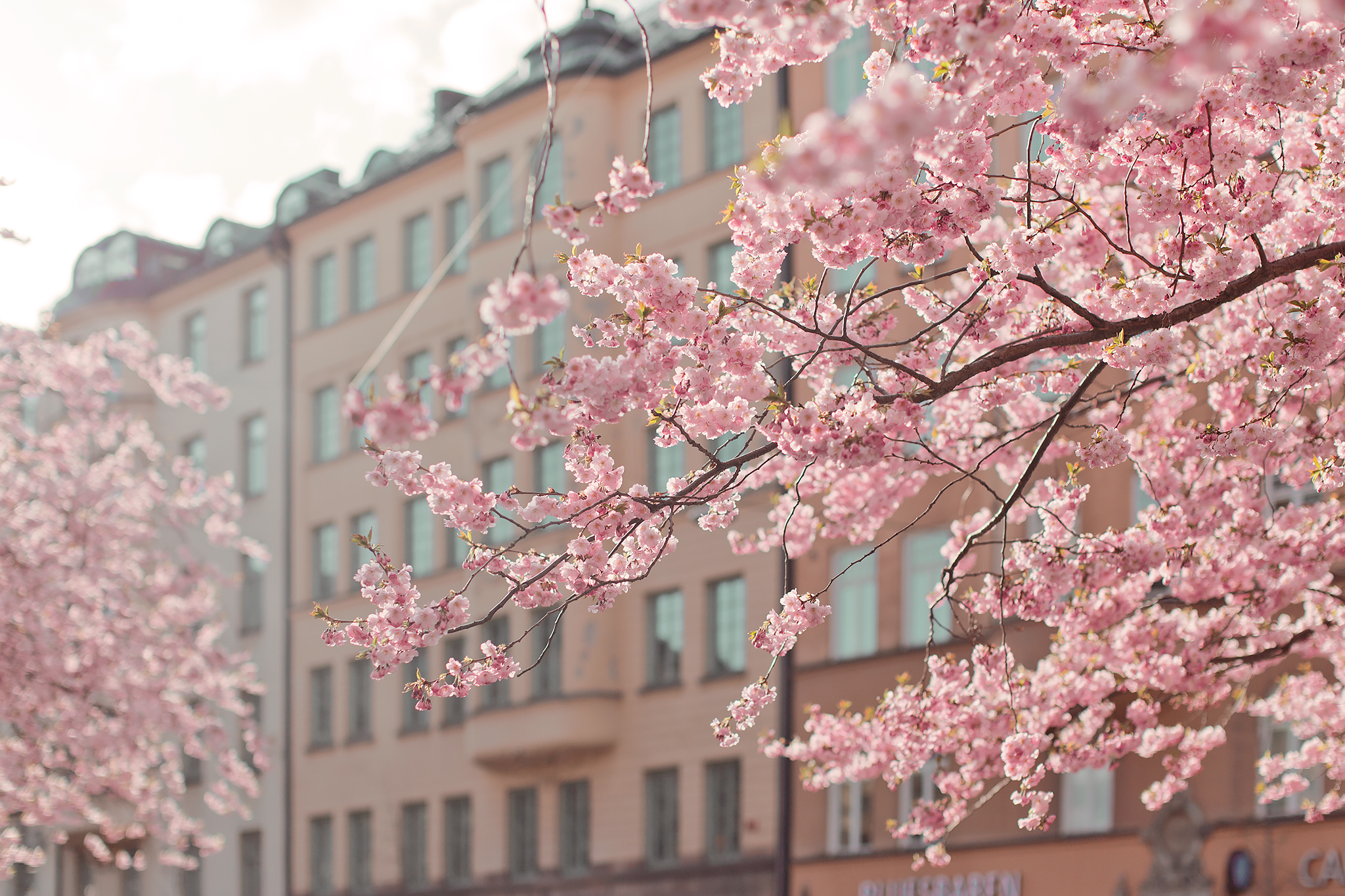 Körsbärsträd på Södermalm i Stockholm