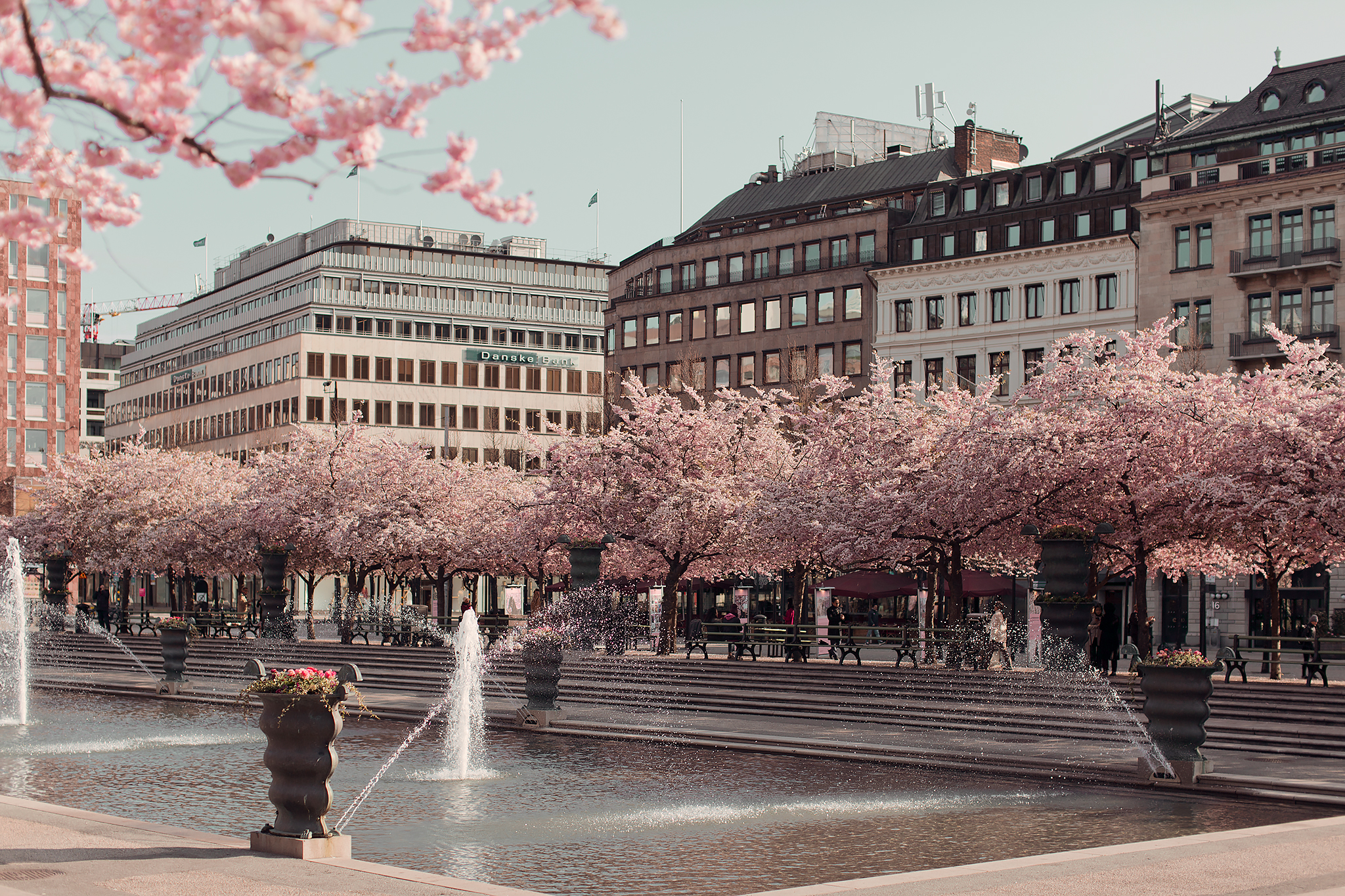 Kungsträdgården körsbärsträd Stockholm