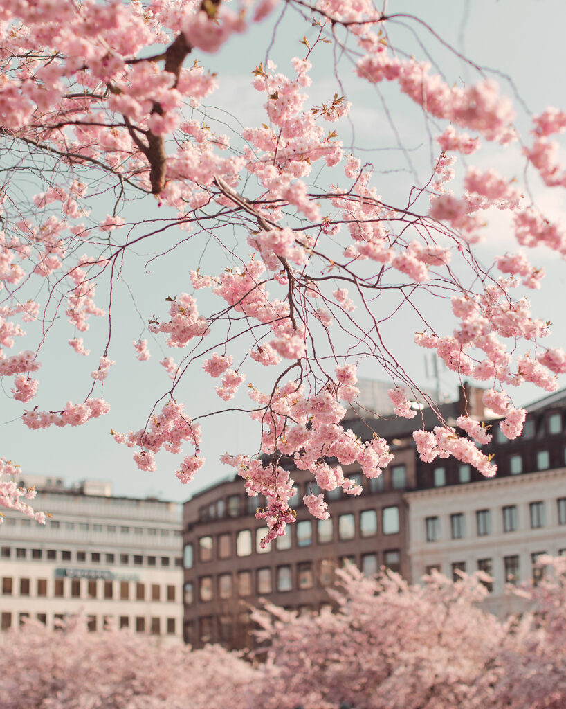 Kungsträdgården körsbärsträd Stockholm