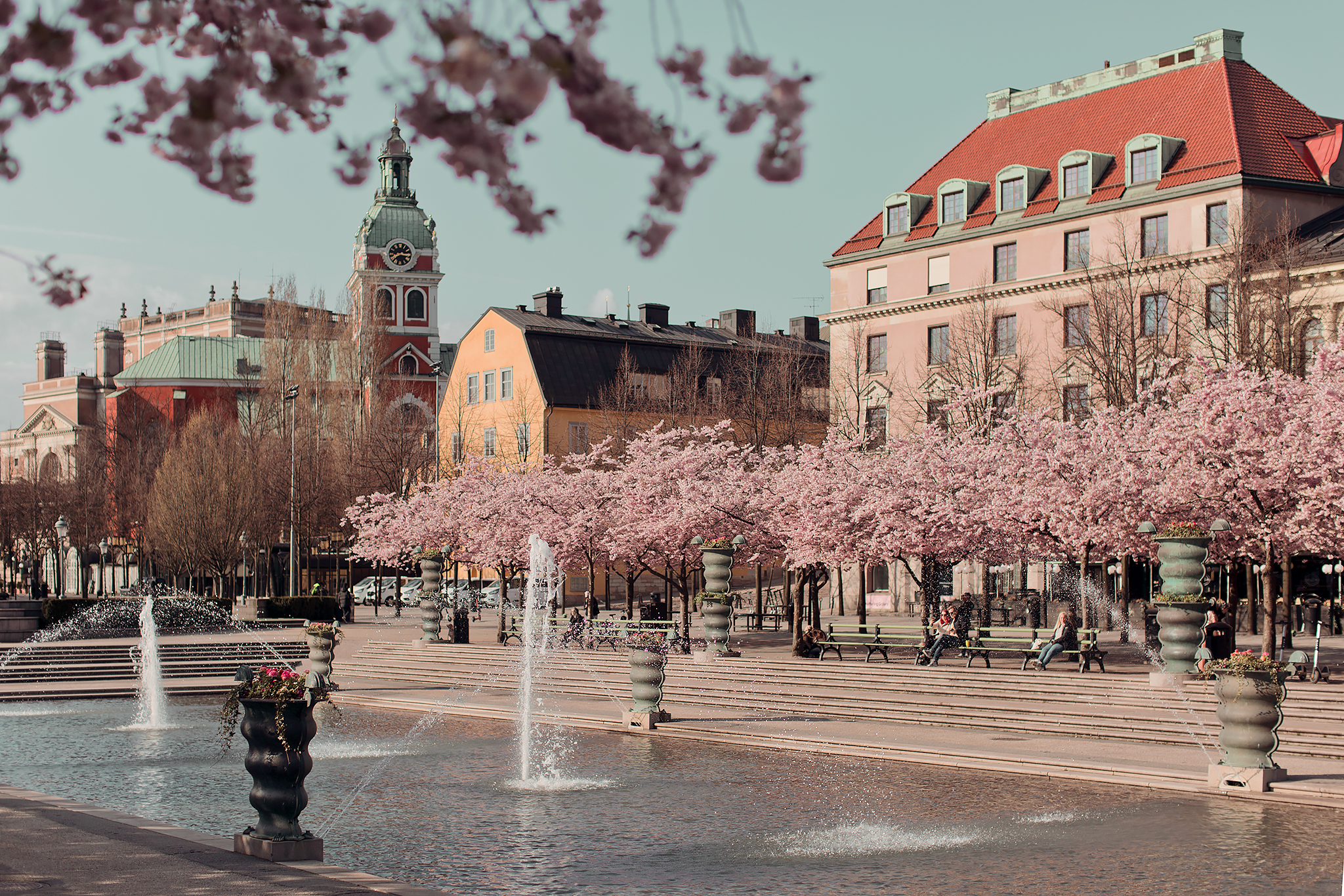 Kungsträdgården körsbärsträd Stockholm