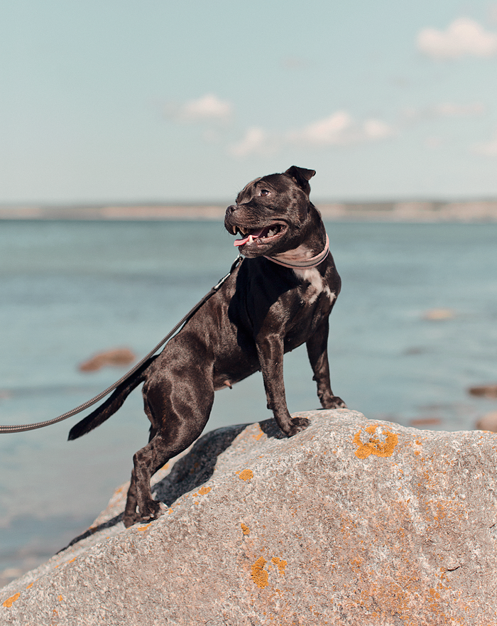 Hund på Gotland