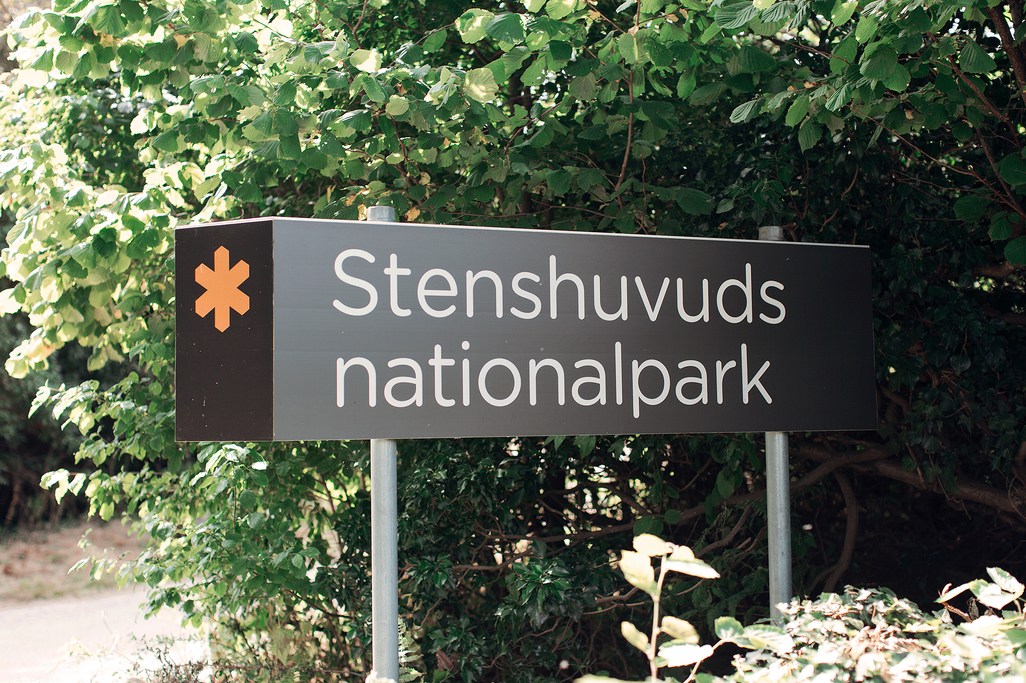Utländska träd i Stenhuvuds nationalpark