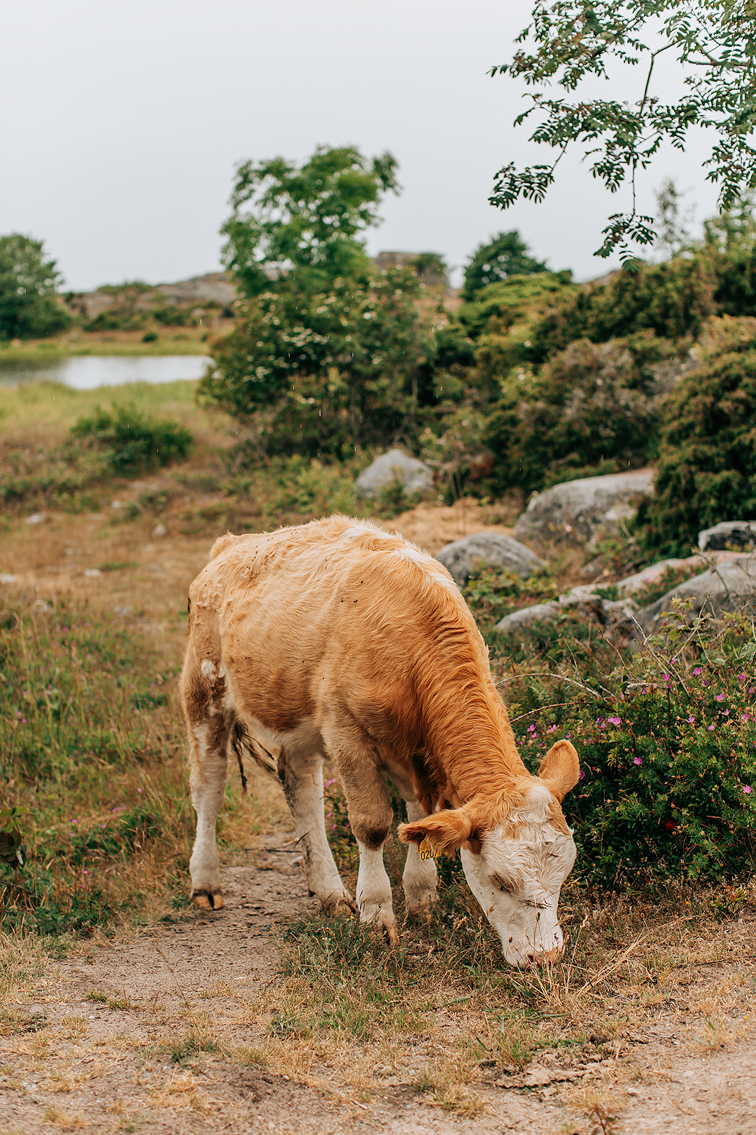 Kossor på Landsort​