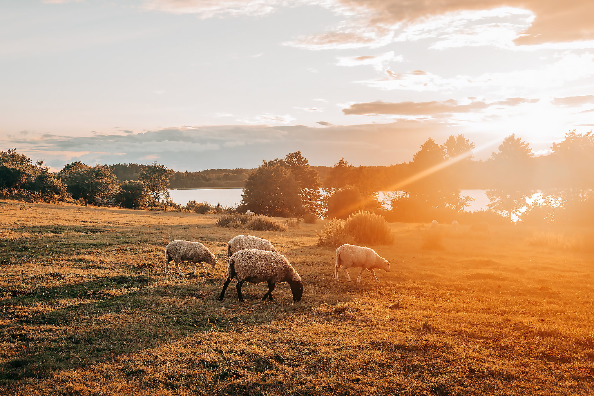 Solnedgång på Björkö​