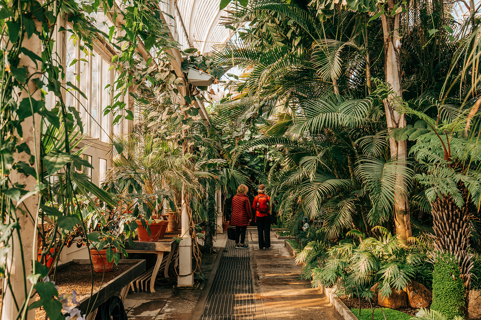 Palmhuset i Göteborgs trädgårdsförening​